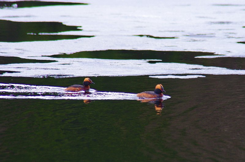 Horndyk 130512.JPG - Horndykkeran kom dagen etter at vi besøkte Venna